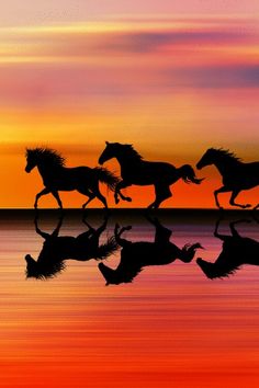horses reflection